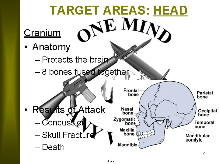 TARGET AREAS: HEAD Cranium • Anatomy – Protects the brain – 8 bones fused