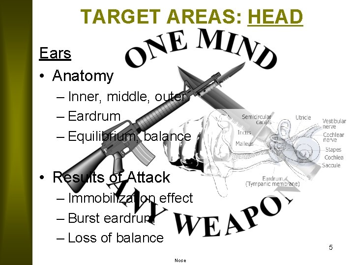 TARGET AREAS: HEAD Ears • Anatomy – Inner, middle, outer – Eardrum – Equilibrium,