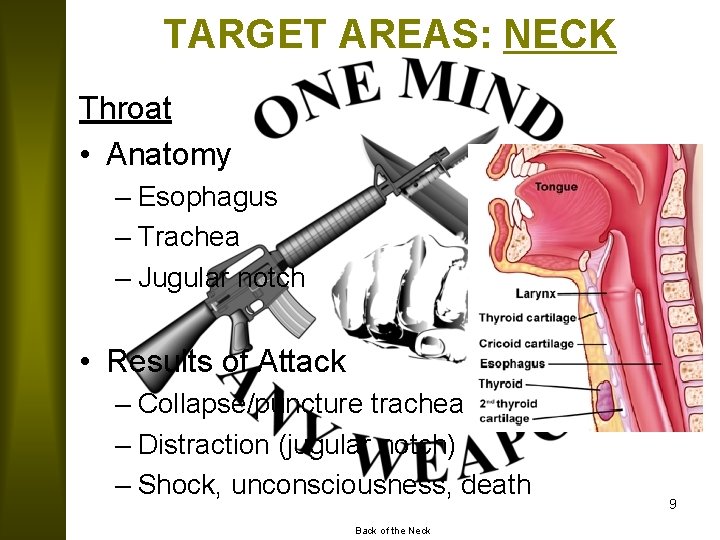 TARGET AREAS: NECK Throat • Anatomy – Esophagus – Trachea – Jugular notch •