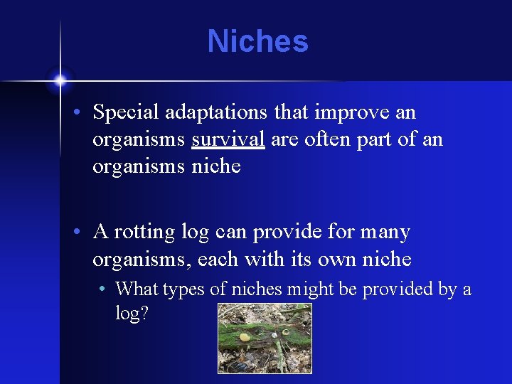 Niches • Special adaptations that improve an organisms survival are often part of an