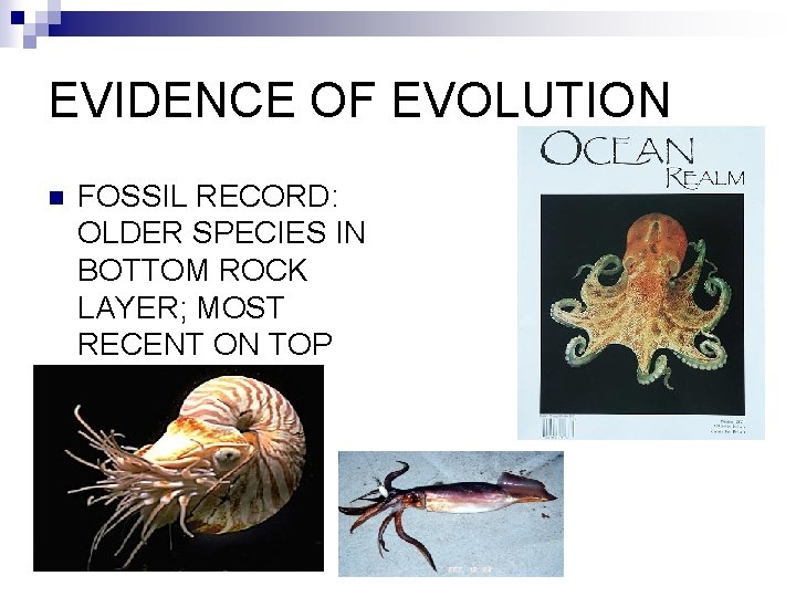 EVIDENCE OF EVOLUTION n FOSSIL RECORD: OLDER SPECIES IN BOTTOM ROCK LAYER; MOST RECENT