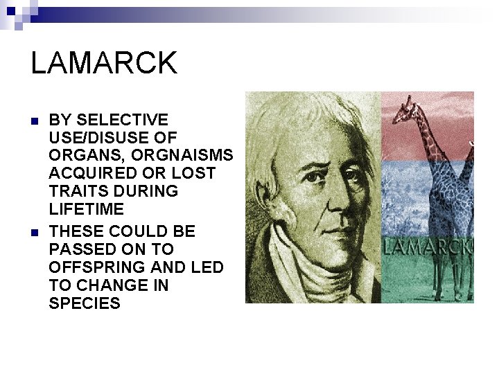 LAMARCK n n BY SELECTIVE USE/DISUSE OF ORGANS, ORGNAISMS ACQUIRED OR LOST TRAITS DURING