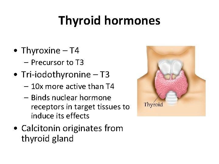 Thyroid hormones • Thyroxine – T 4 – Precursor to T 3 • Tri-iodothyronine