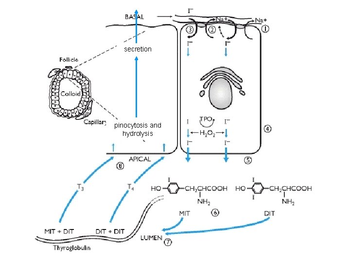 secretion pinocytosis and hydrolysis 