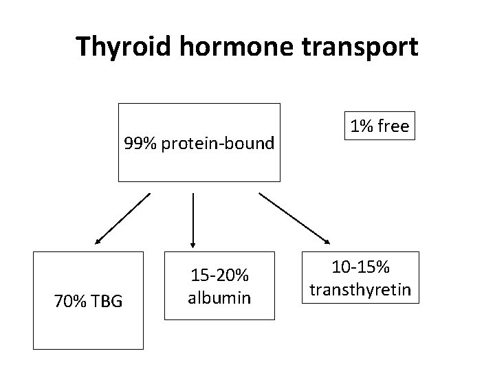 Thyroid hormone transport 99% protein-bound 70% TBG 15 -20% albumin 1% free 10 -15%