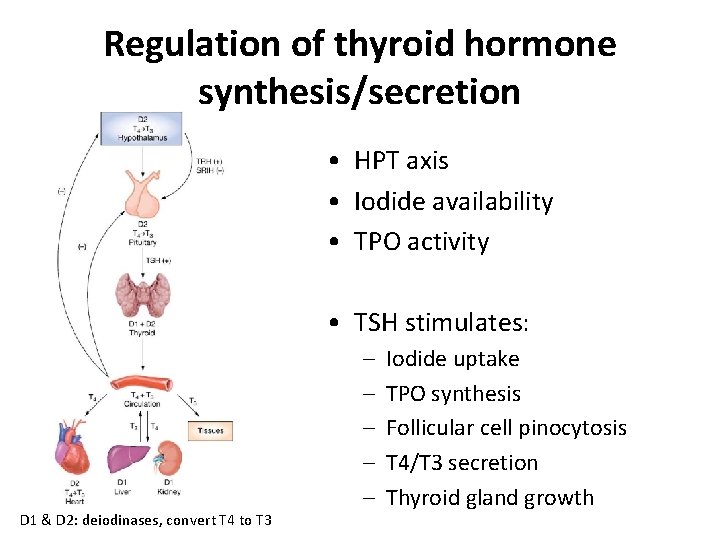 Regulation of thyroid hormone synthesis/secretion • HPT axis • Iodide availability • TPO activity