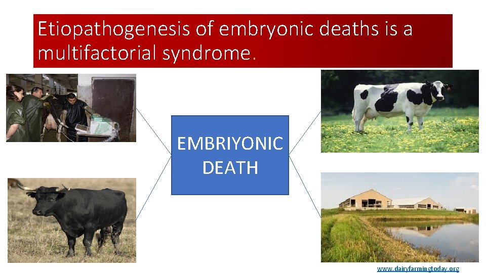 Etiopathogenesis of embryonic deaths is a multifactorial syndrome. EMBRIYONIC DEATH www. dairyfarmingtoday. org 