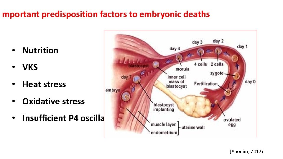 mportant predisposition factors to embryonic deaths • Nutrition • VKS • Heat stress •
