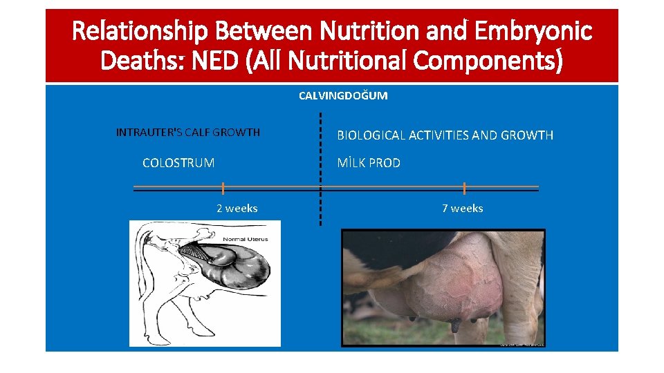 Relationship Between Nutrition and Embryonic Deaths: NED (All Nutritional Components) CALVINGDOĞUM INTRAUTER'S CALF GROWTH