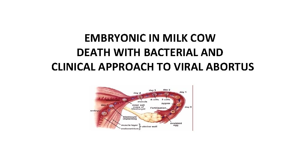 EMBRYONIC IN MILK COW DEATH WITH BACTERIAL AND CLINICAL APPROACH TO VIRAL ABORTUS 