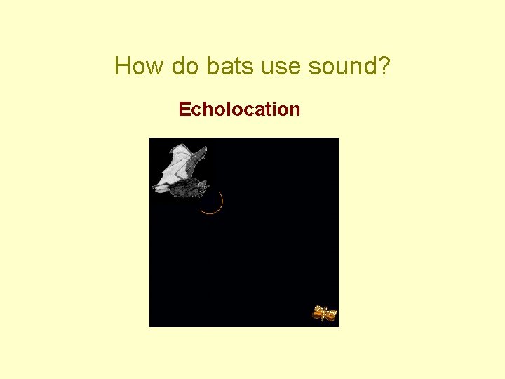 How do bats use sound? Echolocation 