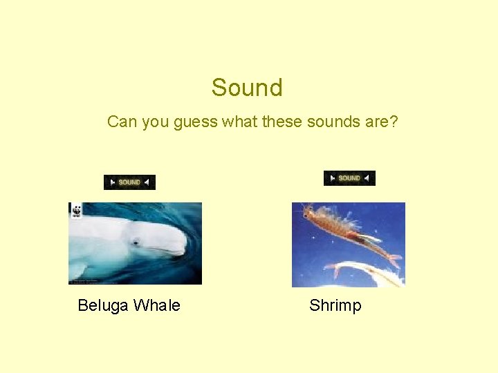 Sound Can you guess what these sounds are? Beluga Whale Shrimp 