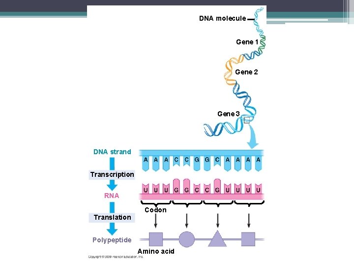 DNA molecule Gene 1 Gene 2 Gene 3 DNA strand Transcription RNA Codon Translation