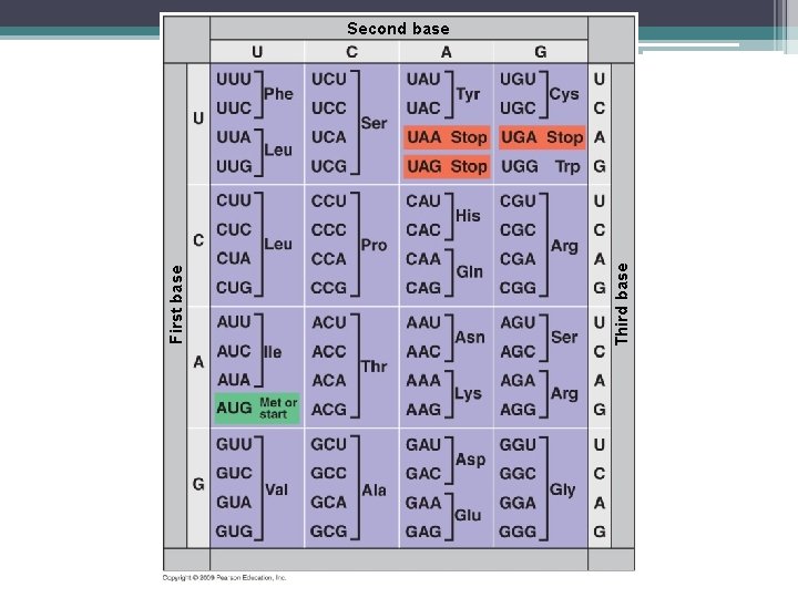 Third base First base Second base 