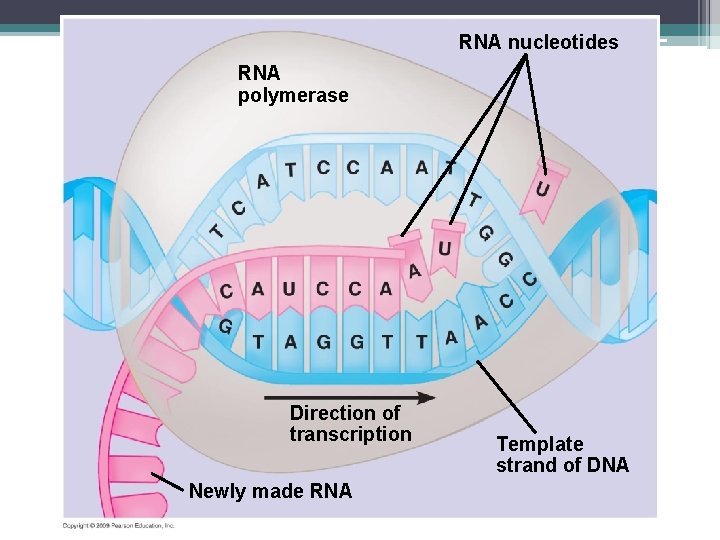RNA nucleotides RNA polymerase Direction of transcription Newly made RNA Template strand of DNA