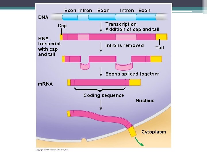 Exon Intron Exon DNA Cap RNA transcript with cap and tail Transcription Addition of