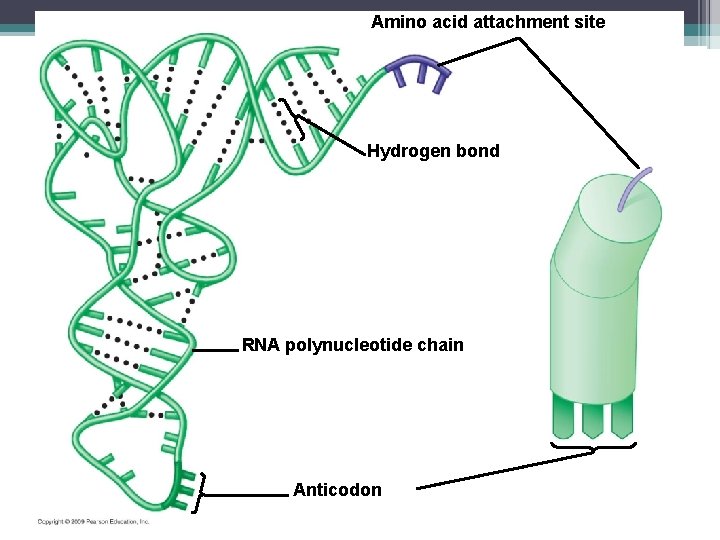 Amino acid attachment site Hydrogen bond RNA polynucleotide chain Anticodon 