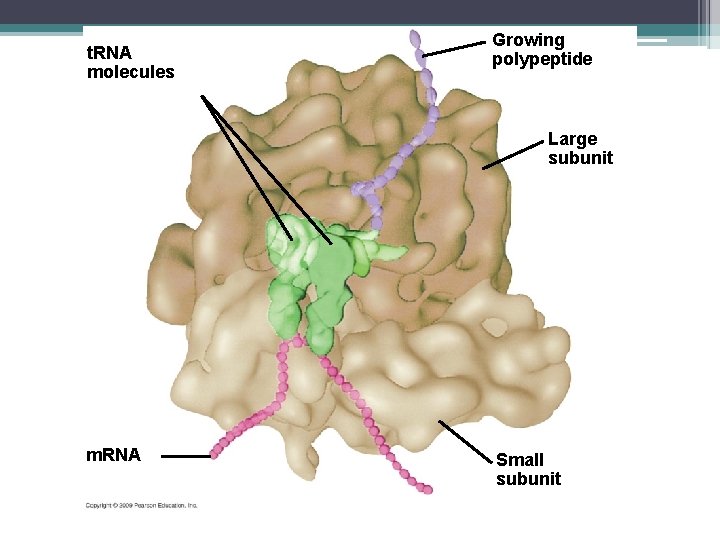 t. RNA molecules Growing polypeptide Large subunit m. RNA Small subunit 