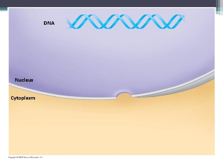 DNA Nucleus Cytoplasm 