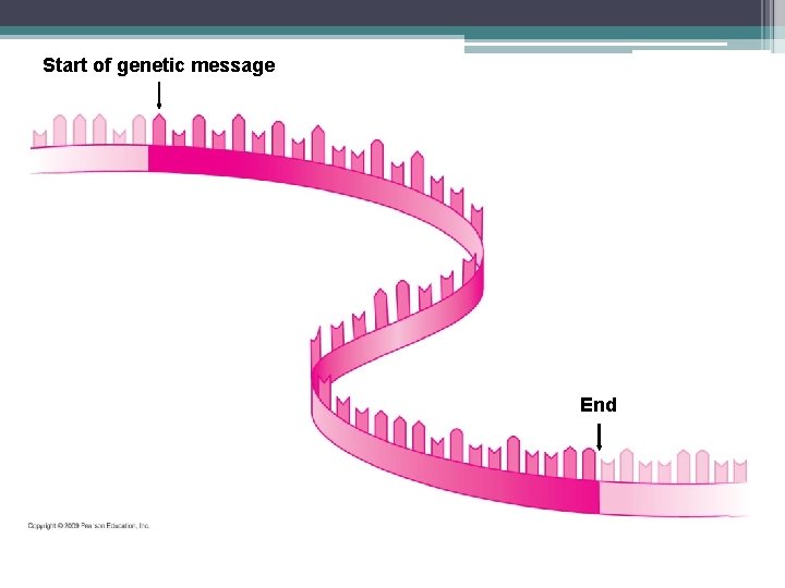 Start of genetic message End 