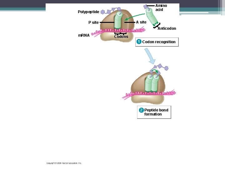 Amino acid Polypeptide A site P site Anticodon m. RNA Codons 1 Codon recognition