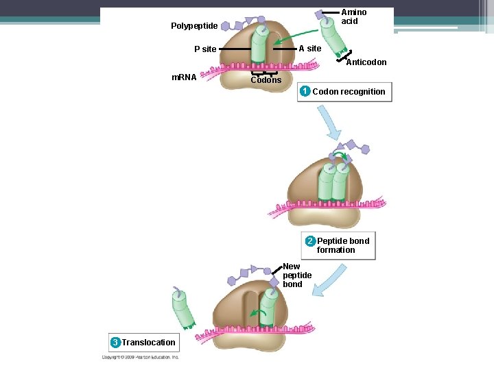 Amino acid Polypeptide A site P site Anticodon m. RNA Codons 1 Codon recognition