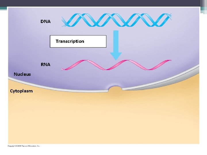 DNA Transcription RNA Nucleus Cytoplasm 