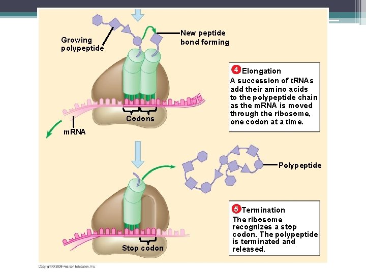 New peptide bond forming Growing polypeptide 4 Elongation Codons A succession of t. RNAs
