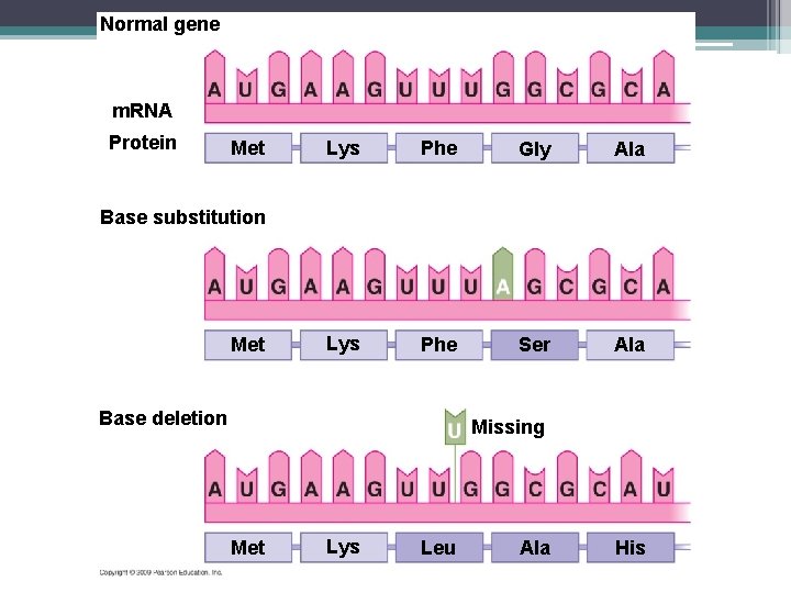 Normal gene m. RNA Protein Met Lys Phe Gly Ala Lys Phe Ser Ala