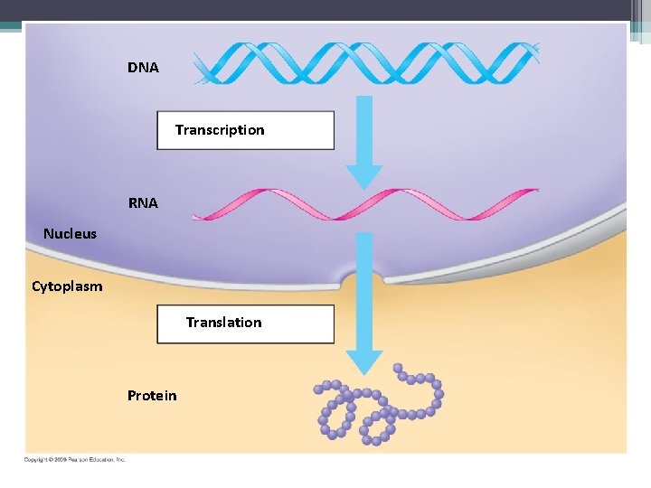 DNA Transcription RNA Nucleus Cytoplasm Translation Protein 