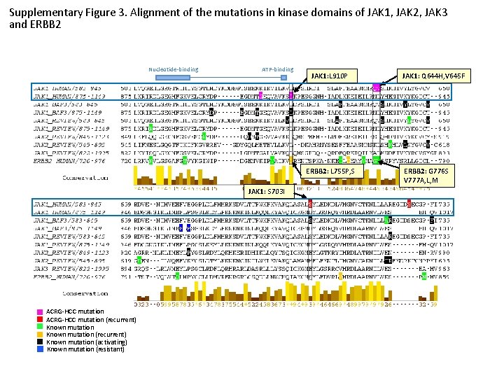 Supplementary Figure 3. Alignment of the mutations in kinase domains of JAK 1, JAK