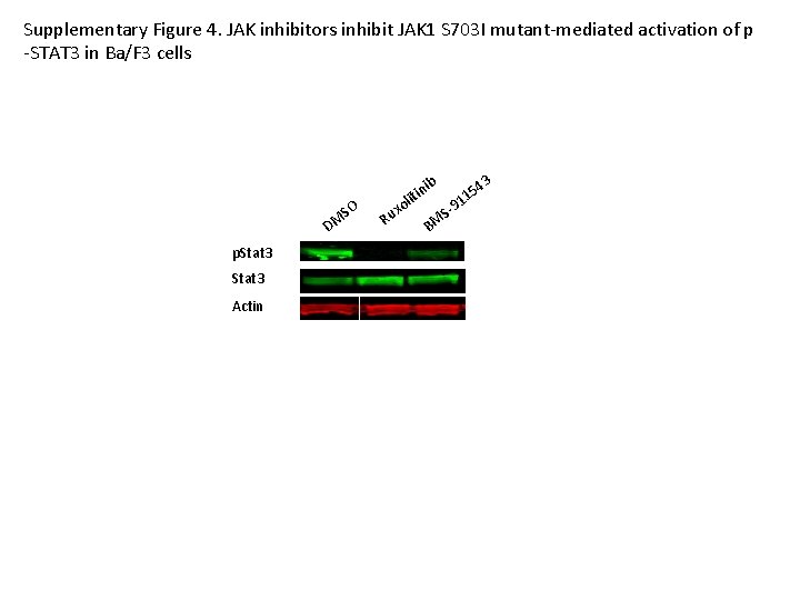 Supplementary Figure 4. JAK inhibitors inhibit JAK 1 S 703 I mutant-mediated activation of