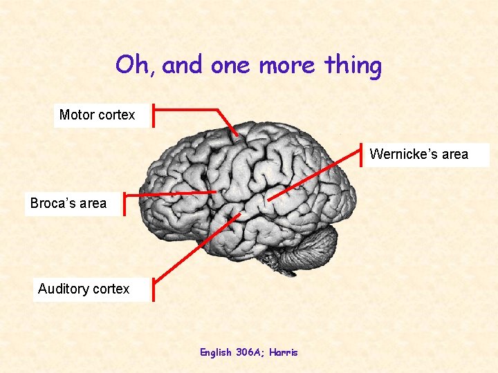 Oh, and one more thing Motor cortex Wernicke’s area Broca’s area Auditory cortex English