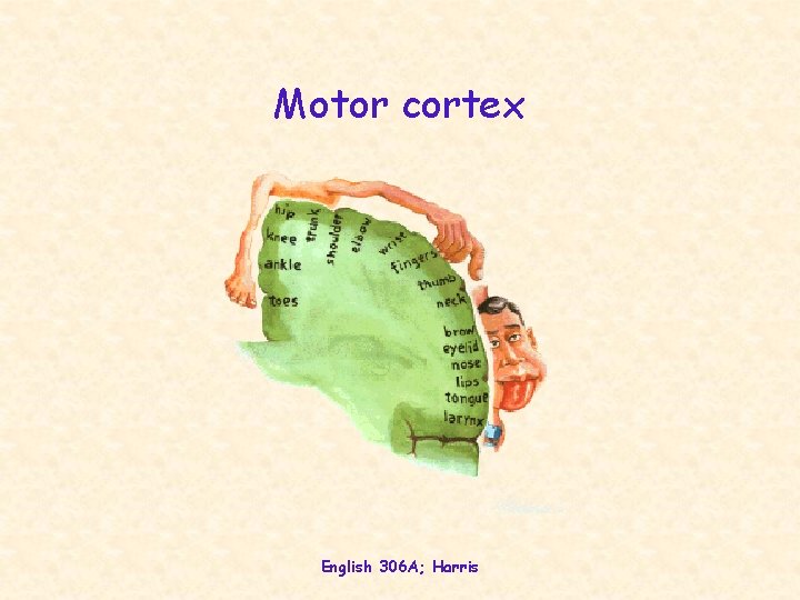 Motor cortex English 306 A; Harris 