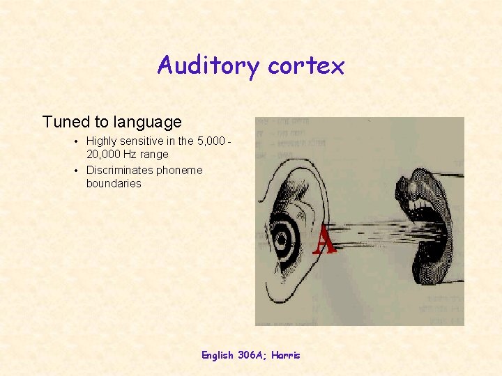 Auditory cortex Tuned to language • Highly sensitive in the 5, 000 20, 000