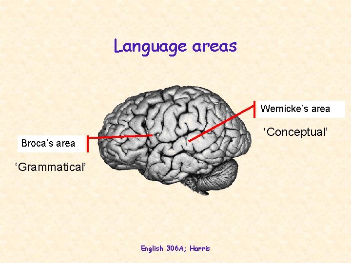 Language areas Wernicke’s area ‘Conceptual’ Broca’s area ‘Grammatical’ English 306 A; Harris 