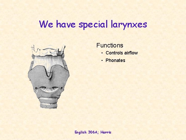 We have special larynxes Functions • Controls airflow • Phonates English 306 A; Harris