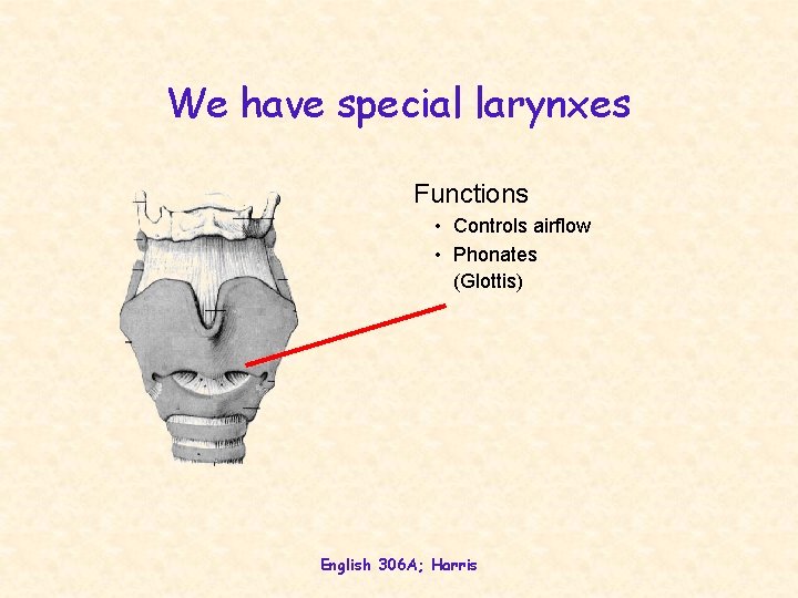 We have special larynxes Functions • Controls airflow • Phonates (Glottis) English 306 A;