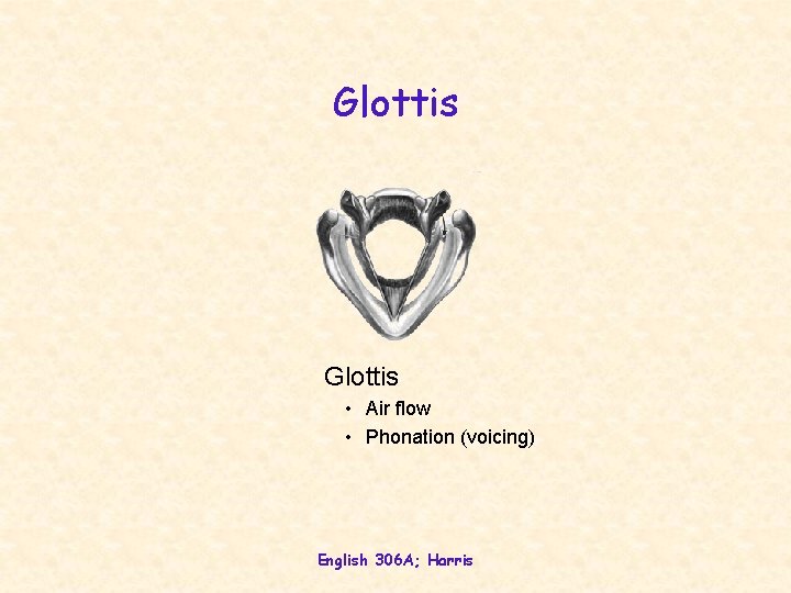 Glottis • Air flow • Phonation (voicing) English 306 A; Harris 