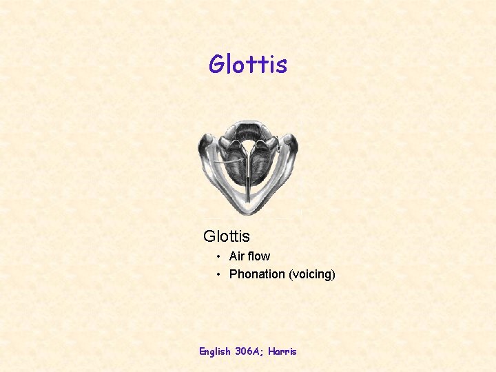 Glottis • Air flow • Phonation (voicing) English 306 A; Harris 