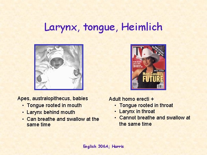 Larynx, tongue, Heimlich Apes, australopithecus, babies • Tongue rooted in mouth • Larynx behind