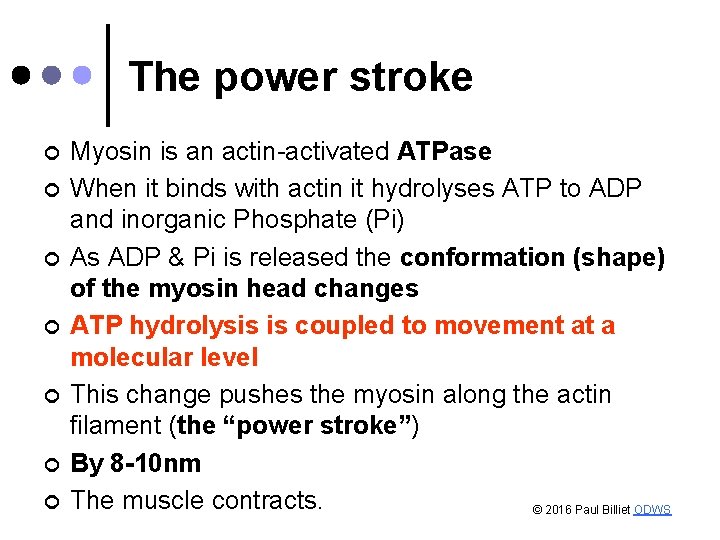 The power stroke ¢ ¢ ¢ ¢ Myosin is an actin-activated ATPase When it