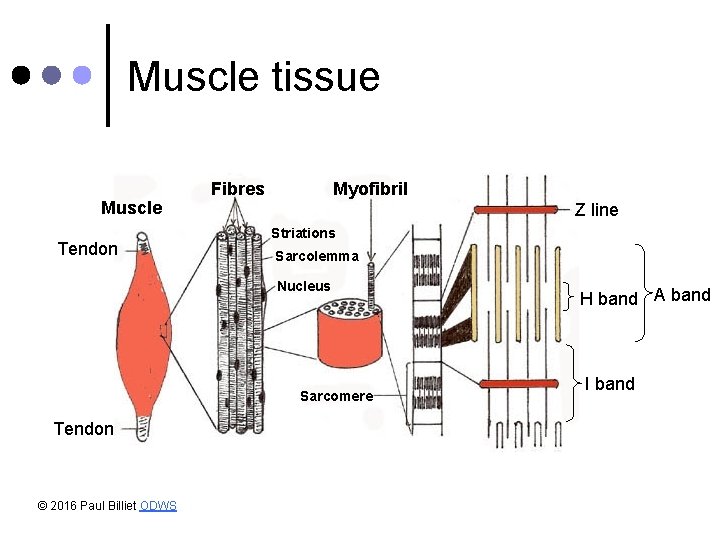 Muscle tissue Muscle Tendon Fibres Myofibril Z line Striations Sarcolemma Nucleus Sarcomere Tendon ©