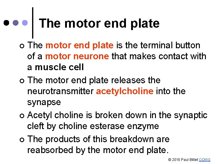 The motor end plate is the terminal button of a motor neurone that makes