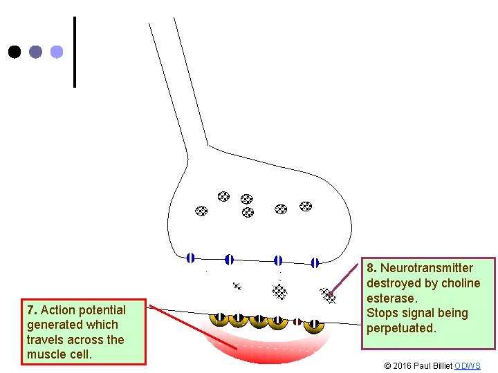 7. Action potential generated which travels across the muscle cell. 8. Neurotransmitter destroyed by