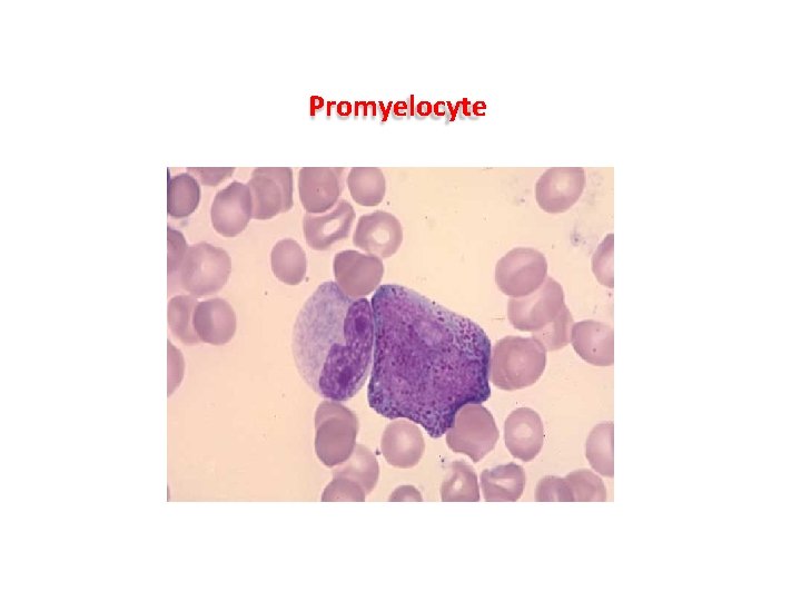 Promyelocyte Promyelocyte