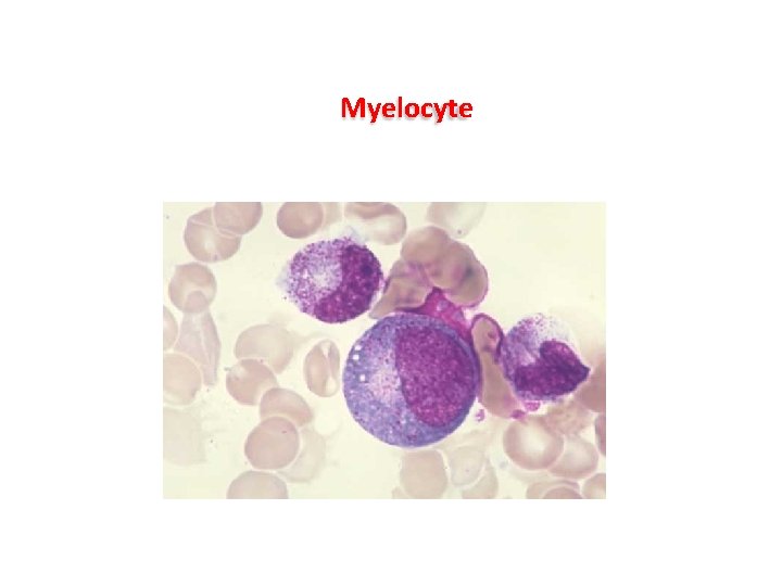 Myelocyte Myelocyte