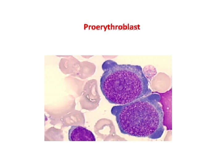 Proerythroblast Proerythroblast