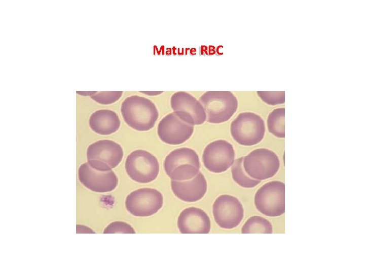 Mature RBC Mature RBC