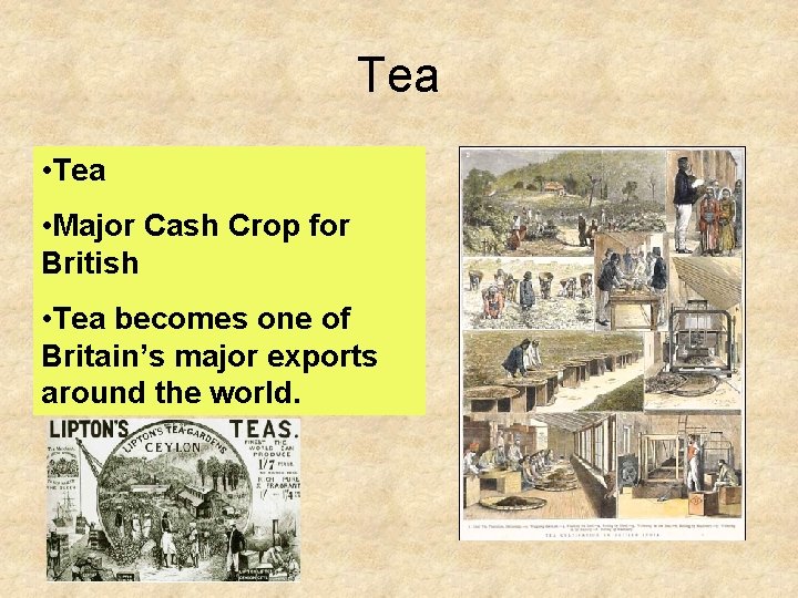 Tea • Major Cash Crop for British • Tea becomes one of Britain’s major